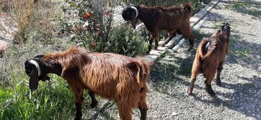 Digər kənd təsərrüfatı heyvanları: 7-8aylıq hələb çəpişləri,damazlıq və ətlik üçün əladı — 5