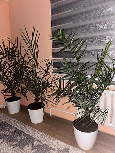 Комнатные растения: Срочно продаю цветы
Финики 
7летки
Прошу по 5000с каждого — 6