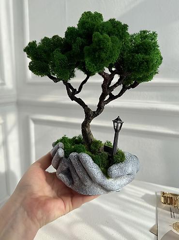 Декоративные цветы: Бонсай ручной работы из натурального стабилизированного мха от 1500 — 26