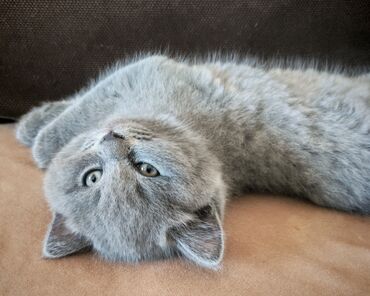 Pişiklər: Britan, Erkək — 2