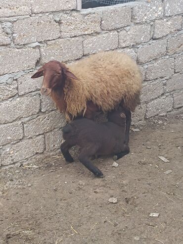 Qoyunlar, qoçlar: Dişi, Qala, il: 2, Ünvandan götürmə — 5