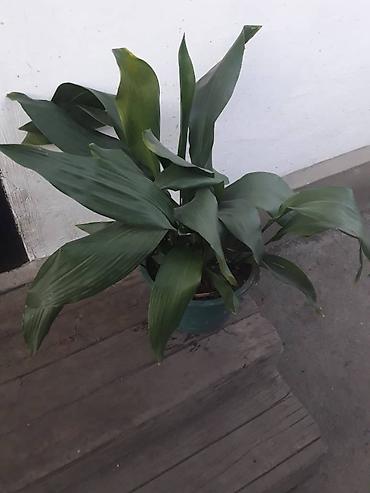 Фикусы: Комнатные растения в горшках. 1) Фикус эластика (каучуковое дерево) - — 3