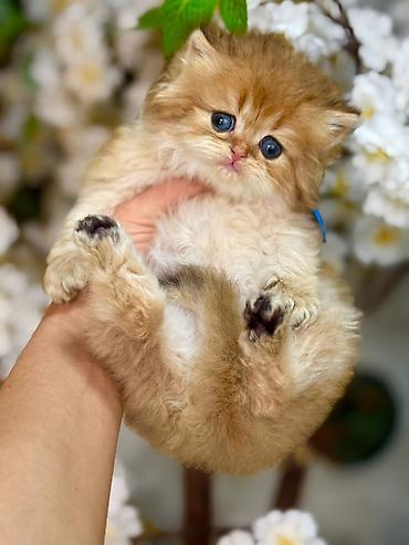 Pişiklər: Fars — 12