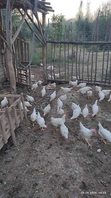 Продам с/х животных: Продаю | Куры | Хай-Лайн Соня Грей | На забой — 3