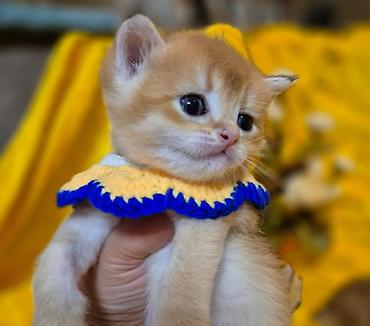 Pişiklər: Qızıl şinşilla, Erkək, Dişi — 6