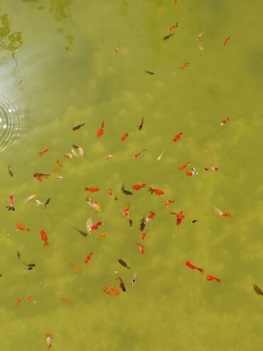 Akvariumlar: Oranda, Sülhsevər, Ünvandan götürmə