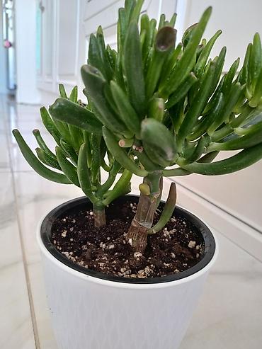 толстянка: Суккулент Crassula ovata ‘Gollum’ (Толстянка Голлум) в декоративном — 3
