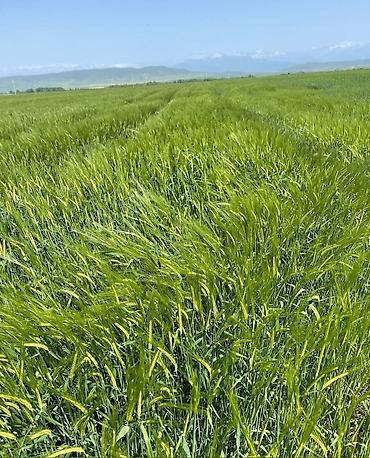 bulbule torpaq satilir: 5750 sot, Kənd təsərrüfatı, Kupça (Çıxarış) — 1