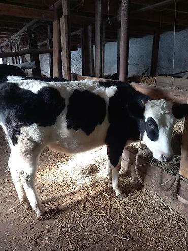 Inəklər, öküzlər: Dişi, il: 1, 100 kq, Südlük — 3