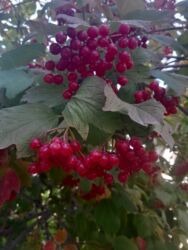 молочные каровы: Калина красная — свежесобранные грозди - Сочные кисти ярко‑красных