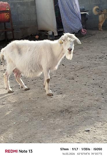 Козы, козлы: Продаю | Коза (самка) | Для молока — 2
