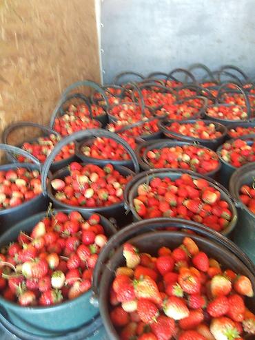 Другие специальности: Жумушчулар керек ; жумуш дыйканчылык,Клубника,малина — 11