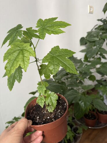 Другие комнатные растения: Гузмания абутилон оранжевый,каланхое розовый махровый,амазонская — 15