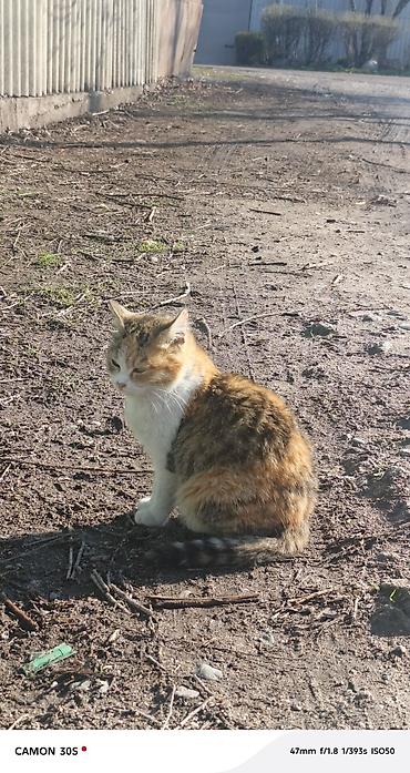 Отдам даром кошку: Кошка даром: Беспородная, Девочка at lalafo.kg — 12 Отдам даром кошку: Кошка даром: Беспородная, Девочка — 12