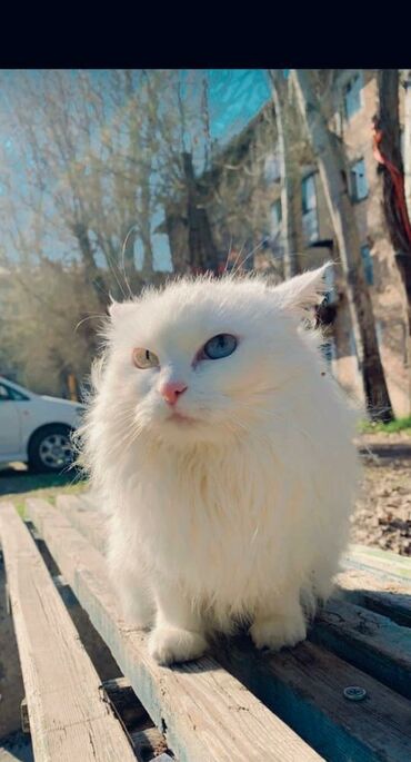 коты вислоухие: Турецкая ангора с мутировавшими глазами, Привита. ее владелец поехал