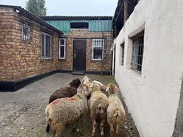 Продам с/х животных: Продаю | Ягненок | Для разведения | Ярка — 6