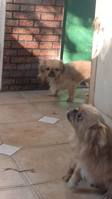 Pekines, Peyvəndli