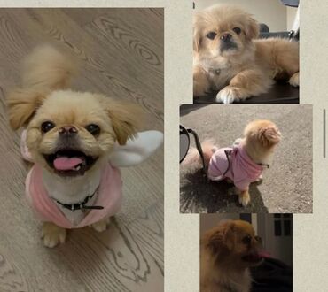 İtlər: Pekines, 11 ay, Erkek, Peyvəndli, Ödənişli çatdırılma