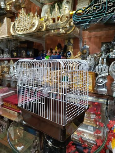 Dovşanlar: Dovşan yemləri 1-kilosu 2azn Dovşan balaları 5azn topdan Tək tək 9-azn — 9