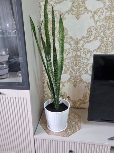 растения домашние: Продаю растение домашнее отлично подойдет для офиса почти 1 метр