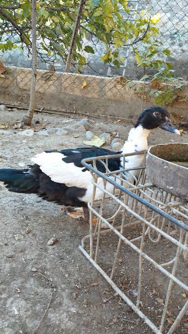 отдам в хорошие руки котят: Lal ördəklər satılır 5 aylıqdilar 2 ədəddilər tam sağlamdırlar həm