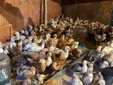 Toyuqlar: Satılır durçinka,serbilis,hündüşka -da lalafo.az — 9 Toyuqlar: Satılır durçinka,serbilis,hündüşka — 9