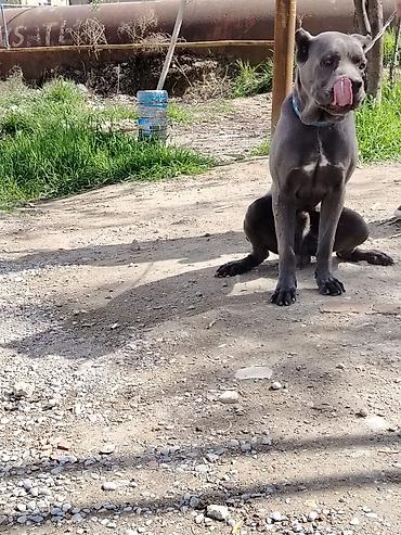 cane corso yavru: Kane-Korso, 10 ay, Erkək — 7