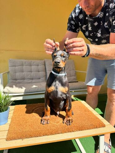 Psi: Doberman stenad. Ostenjeni su 28.06.2025. Spremni su za preuzimanje — 15