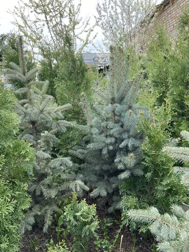 Декоративные деревья: Саженцы деревьев: Ели, Платная доставка, Самовывоз — 8