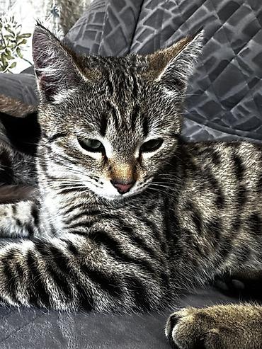 Продажа кошек: 3 месяца, Девочка, Приучена к лотку — 7
