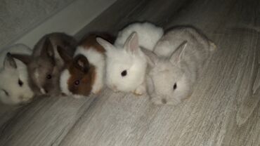 Dovşanlar: Temiz qan xirda sort karlik balalari demey olarki her renqde var -da lalafo.az — 8 Dovşanlar: Temiz qan xirda sort karlik balalari demey olarki her renqde var — 8