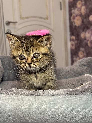 Pişiklər: Şinşilla, Erkək — 11