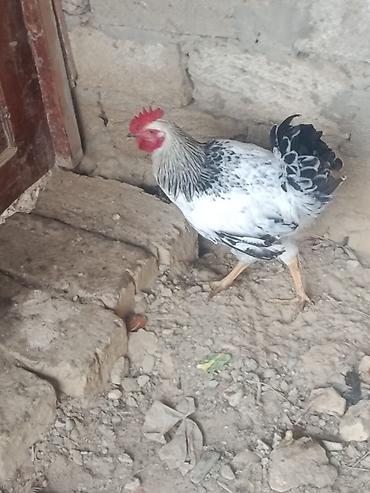quş xana: 9. Ayliq. Cavan. Xoruz du. 2 kq. Eti. Var. Barter Edirem. 2. İllik — 3