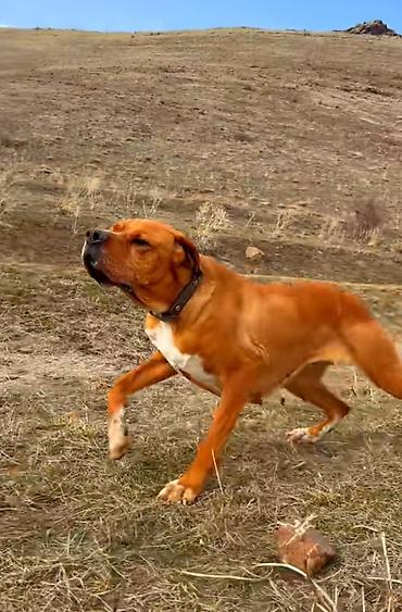 İtlər: 2 il, Dişi, Peyvəndli, Ödənişli çatdırılma — 5