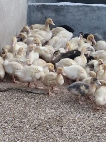 Cücələr: 110 dendi 27 gunukdu tam saglam yawilbaw ve pekin ordek balsi 3. 30 1 — 11