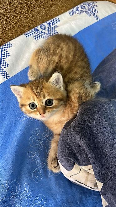 pişiklərin cütləşməsi: Şinşilla, Erkək, Dişi — 3