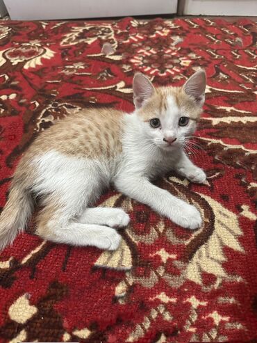если стерилизовать кошку будет ли течка: 3 месяца, Мальчик, Приучена к лотку