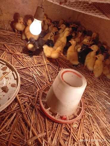 Inəklər, öküzlər: Ördək balaları – ev şəraitində böyüdülmüş - Cins: qarışıq rəngli sarı