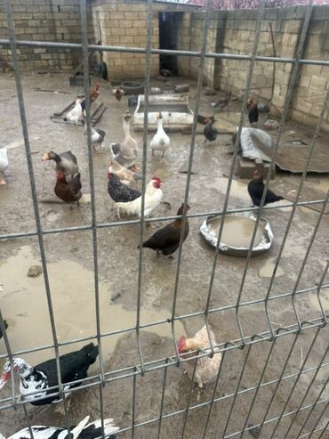 Ördəklər: Dişi, Ətlik — 3