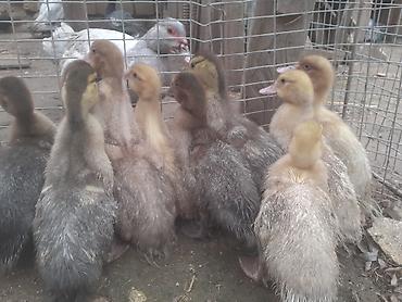 Ördəklər: Erkək, | Macar, Damazlıq, Ünvandan götürmə — 1