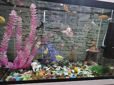 akvarium baliqlari: Akvaryum dəsti – şüşə akvarium və akvarium balıqları ilə - Geniş — 4