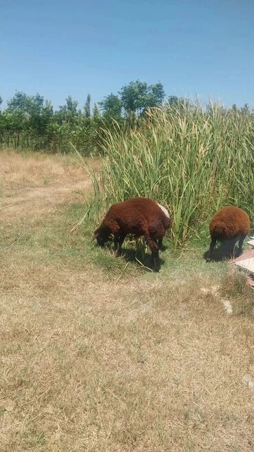 Qoyunlar, qoçlar: Məhsul: Qoyun sürüsü Təsvir: - Şəkillərdə otlaqda saxlanan yerli — 13