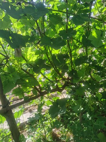 Продажа домов: Дом, 1200 м², 4 комнаты, Собственник, Косметический ремонт — 18