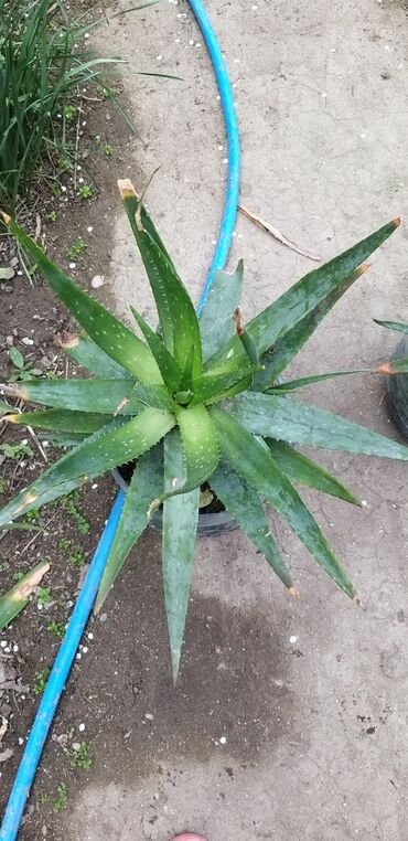 dəmir tikanı bitkisi: Aloe vera satılır