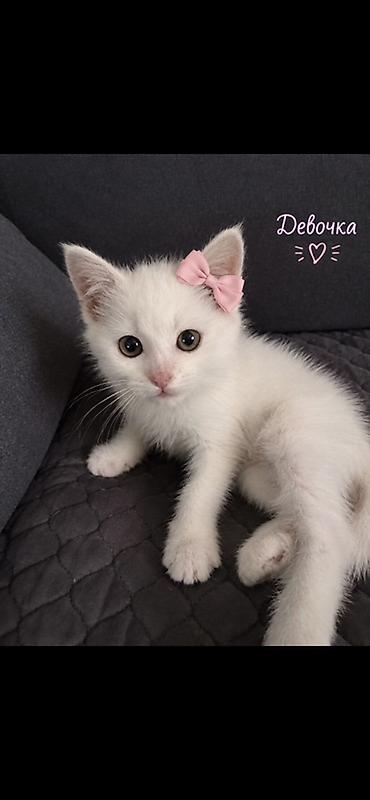 Кошка даром: Беспородная, 1 месяц, Девочка, Приучена к лотку at lalafo.kg Кошка даром: Беспородная, 1 месяц, Девочка, Приучена к лотку