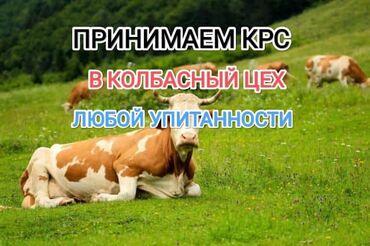 дом для кош: Сатып алам | Уйлар, букалар, Жылкылар, аттар, Башка а/ч жаныбарлары | Күнү-түнү, Бардык шартта, Союлган