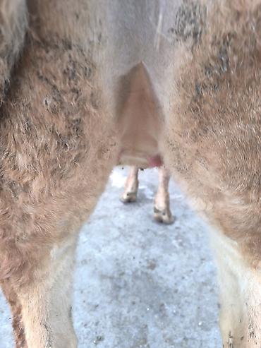 Коровы, быки: Продаю | Тёлка | Для разведения | Привязанные — 3