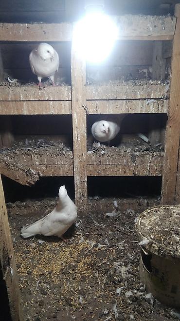 akvarium işığı: Quşxana satılır hündürlüyü 1.25 eni 85 - Növ: ev göyərçini (ağ rəng — 1