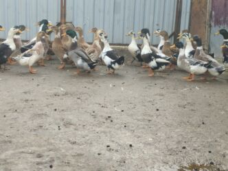 Ördəklər: İsdeye görə dəyişir .Müddəti isdeses təmizlənmiş de -da lalafo.az — 3 Ördəklər: İsdeye görə dəyişir .Müddəti isdeses təmizlənmiş de — 3