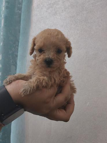 i̇t pudel: Pudel — 9